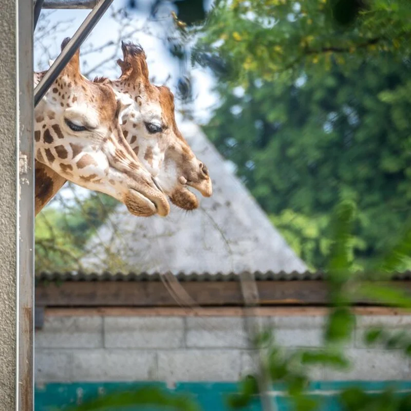 Jak dojechać do zoo we Wrocławiu? Przystanek i tramwaj MPK